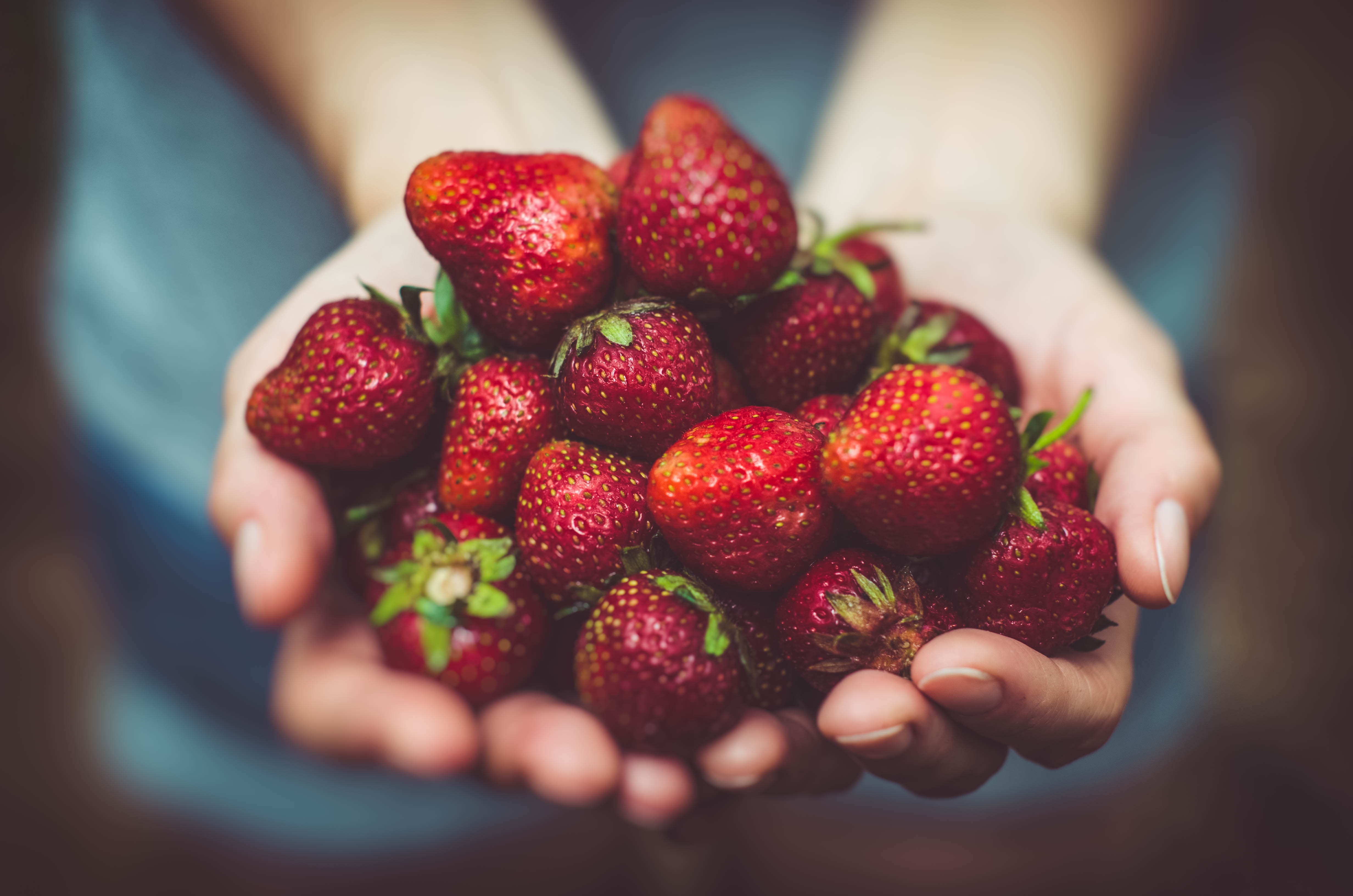 Erdbeeren in Händen